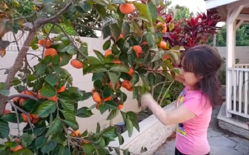 Trước đó, nữ diễn viên hài đã có dịp chia sẻ hình ảnh về khu vườn của mình với những loại cây ăn quả, đặc biệt là trái hồng.
