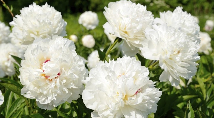 Hoa mẫu đơn trắng là loài hoa thanh lịch tuyệt đẹp và mang đến cho bạn cảm giác thanh thản. Hãy chiêm ngưỡng hình ảnh của những bông hoa mẫu đơn trắng tuyệt đẹp và thư giãn tâm hồn của bạn.
