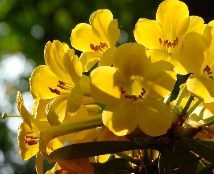 Trồng hoa Đỗ Quyên không chỉ mang lại vẻ đẹp cho khu vườn của bạn, mà còn giúp thăng hoa sức khỏe tinh thần. Hình ảnh liên quan sẽ cho bạn cái nhìn tổng quan và hữu ích trong việc trồng và chăm sóc cây hoa độc đáo này.